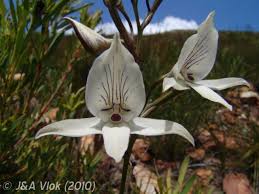 Image result for Disa stairsii