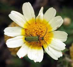 Image result for Glebionis carinata `German Flag`