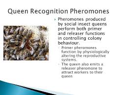 Habel parwaiz, saad ramzan and tahawar ali sayeed university of agriculture faisalabad. Pheromones And Insect Communication Ppt Download