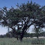 Image result for Acacia robusta