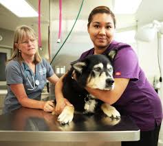 Veterinary Assisting Program Expands to Maui : Maui Now