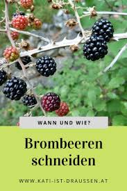 Brombeeren Schneiden Brombeeren Schneiden Brombeeren Brombeeren Pflanzen