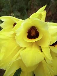 Image result for Orthochilus mechowii