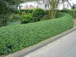 Maybe you would like to learn more about one of these? 10 Reasons To Choose Privet Hedging Best4hedging