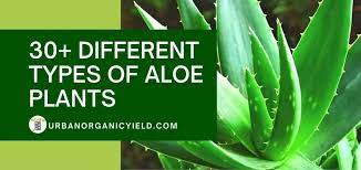 We did not find results for: 30 Different Types Of Aloe Plants With Pictures