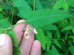 Image result for Aeschynomene leptophylla