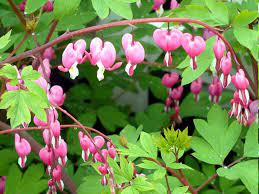 How To Grow And Care Bleeding Hearts Plant Growing Bleeding Heart In Pot Bleeding Heart Bleeding Heart Flower Bleeding Heart Plant