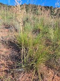Image result for Eragrostis gummiflua