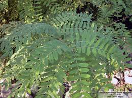 Image result for Indigofera baumiana