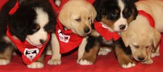 Famille d'accueil pour chien mira. Chien Mira What Up Un Chien Mira Chillera A L Uqam