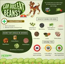 We list all of the common ones below. Can Dogs Eat Beans Healthy Beans For Dogs Petmoo