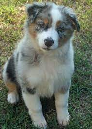 Shiloh The Australian Shepherd Dale Holman Maine Australian Shepherd Puppies Australian Shepherd Dogs Australian Shepherd