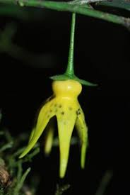 Image result for isolona