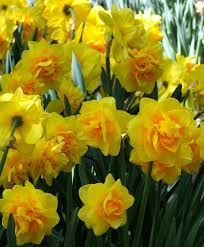 Narcissus Sherborne Sherborne Is An Award Winning English Hybrid With Full Peony Like 4 Vivid Golden Yellow Flowers Bulb Flowers Flowers Beautiful Flowers