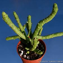 Image result for Monadenium friesii