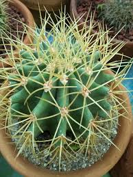 The spines of the golden barrel cactus will light up any landscape with its magnificent color. Golden Barrel Blue Barrel Lovely S Botanical Garden Facebook