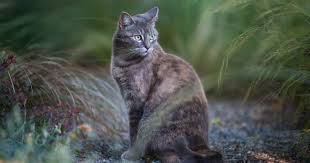 Image result for Feline Miliary Dermatitis