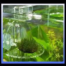Par exemple en reproduisant le biotope des cichlidés. Plante D Aquarium Vivarium Terrarium Decoration Vegetale Substrat Racine Bois Etagere Pour Plantes Aquatiques Cdiscount Animalerie