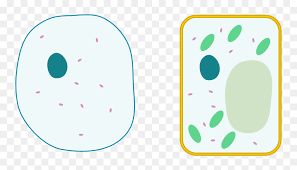 The value in a cell represents the number of times that word appears in a sentence. Simple Animal Cell No Labels Png Download Simple Cell Labels Transparent Png Vhv