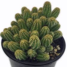 They add to the home decor creating a sophisticated, relaxed look. Peanut Cactus Plants For Sale Free Shipping