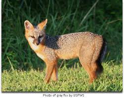 While it may seem like you are in a constant battle with these critters, beyond pest control inc. Gray Fox