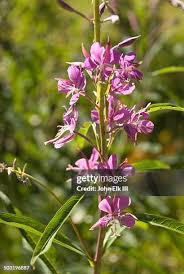 Image result for Onagraceae