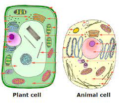 A typical animal cell shape. What Are The Shape Of Plants Cells And Animal Cells Quora