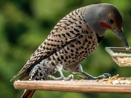 Apr 02, 2020 · northern flickers are a type of woodpecker, and quite common in vancouver. Michigan Woodpeckers Pictures And Information