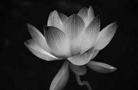 Black And White Lotus Flower Wall Art Lotus Flower Black And Whitelotus Blossom Flower Black And White White Lotus Flower Black And White Flowers White Art