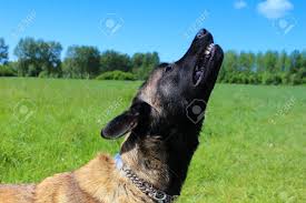 Maybe you would like to learn more about one of these? Dog Belgian Shepherd Malinois Grunts And Shows Teeth Stock Photo Picture And Royalty Free Image Image 78564968
