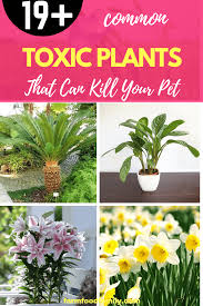 We would like to show you a description here but the site won't allow us. 19 Poisonous Plants To Dogs And Cats Toxic Flowers Can Kill Your Pet