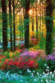 Maybe you would like to learn more about one of these? Flower Forest Posters Nature Forest Flowers Nature Photography