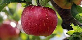 An apple a day keeps the doctor away! An Apple A Day Keeps The Doctor Away Blog Wissen Gegen Krebs