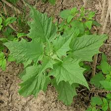 Image result for Chenopodiastrum