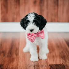Black And White Sheepadoodle For Sale Black And White Springerdoodle Puppy With Checkered Tie Doodle Puppy White Labradoodle White Goldendoodle