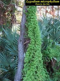 Image result for Lygodium microphyllum