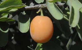Image result for Ximenia americana