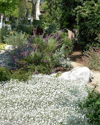 Image result for Cerastium