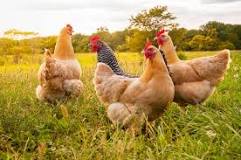 Chicken Lifespan: Chicken Care for Longevity – Kalmbach Feeds®