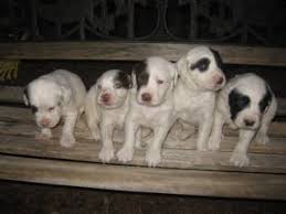 They will be up to date on all current vaccinations. English Setter Puppies For Sale