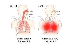 The cdc recommends workers involved in avian influenza disease control and eradication activities should also get the current season's human general influenza vaccine. Api Pacific Bird Flu