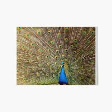 Check spelling or type a new query. Dancing Peacock Wall Art Redbubble