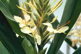 Image result for Helichrysum moggii