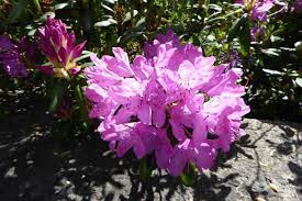 Rhododendron Is A Genus Of 1 024 Species Of Woody Plants In The Heath Family Either Evergreen Or Deciduous And Found Mainly Plants Habitats Projects Flowers