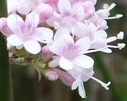 Image result for Valeriana capensis