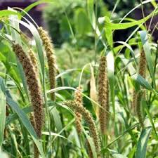 Image result for Setaria grandis