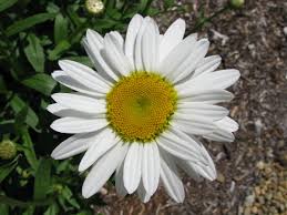Maybe you would like to learn more about one of these? Leucanthemum Superbum Wikipedia