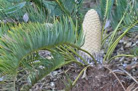 Image result for Encephalartos aplanatus