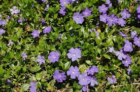 how to grow and care for periwinkle plants