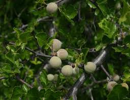 Image result for Commiphora